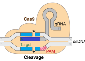 CRISPR-Cas9 information RNA effectivity prediction with effectively tuned fashions in Amazon SageMaker