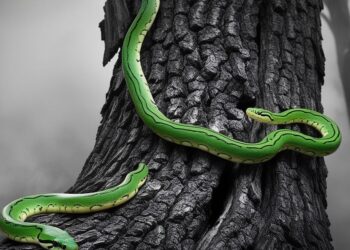 Constructing Sustainable Algorithms: Vitality-Environment friendly Python Programming | by Ari Joury, PhD | Nov, 2024