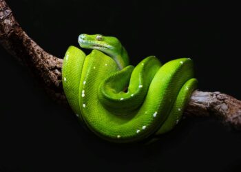 Use Tablib to Deal with Easy Tabular Information in Python | by Eirik Berge, PhD | Nov, 2024