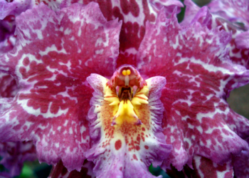 Is Advanced Writing Nothing However Formulation? | by Vered Zimmerman | Dec, 2024