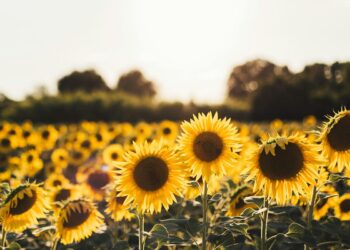 How you can Log Your Knowledge with MLflow. Mastering information logging in MLOps for… | by Jack Chang | Jan, 2025