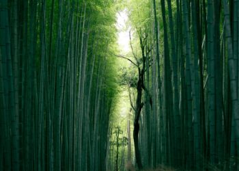 Superior Pandas Strategies for Information Processing and Efficiency | by Pratheesh Shivaprasad | Jan, 2025