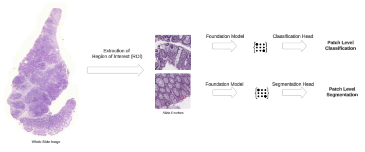 Speed up digital pathology slide annotation workflows on AWS utilizing H-optimus-0