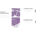 Speed up digital pathology slide annotation workflows on AWS utilizing H-optimus-0