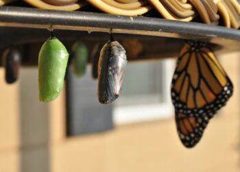 Tips on how to Swap from Information Analyst to Information Scientist