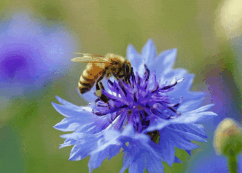 Construct a scalable AI video generator utilizing Amazon SageMaker AI and CogVideoX