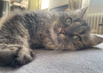 Deploy Qwen fashions with Amazon Bedrock Customized Mannequin Import