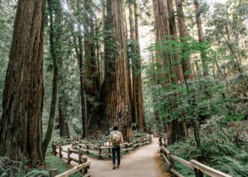 Tips on how to Lie with Statistics together with your Robotic Finest Pal